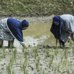 Hilirisasi Pertanian Digenjot Pemerintah untuk Bangun Kemandirian Pangan