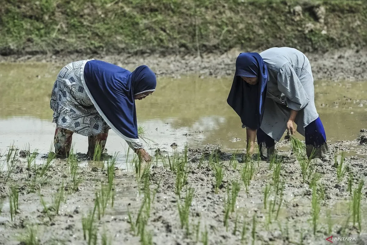 Hilirisasi Pertanian Digenjot Pemerintah untuk Bangun Kemandirian Pangan