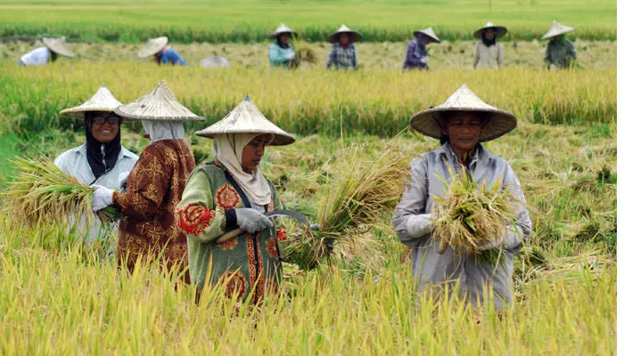 Pemerintah Pastikan Demonstrasi Tidak Ganggu Program Swasembada Pangan