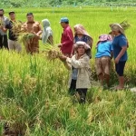 Pemerintah Terus Gelorakan Semangat Indonesia Capai Swasembada Pangan Akhir Tahun 2025