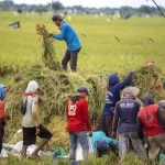 Setahun Pemerintahan Prabowo-Gibran, Papua Jadi Pilar Kedaulatan Pangan Nasional