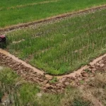 Swasembada Pangan Papua Bukti Nyata Keberhasilan Setahun Ketahanan Pangan Nasional