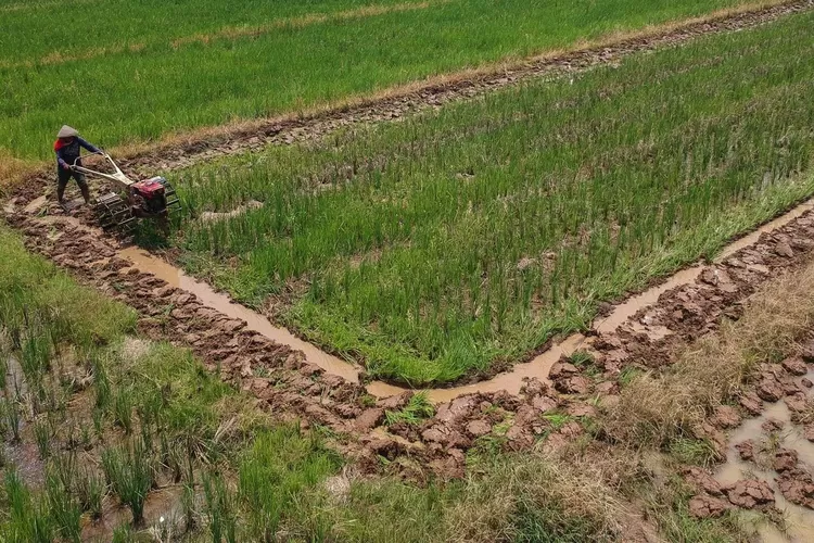 Swasembada Pangan Papua Bukti Nyata Keberhasilan Setahun Ketahanan Pangan Nasional