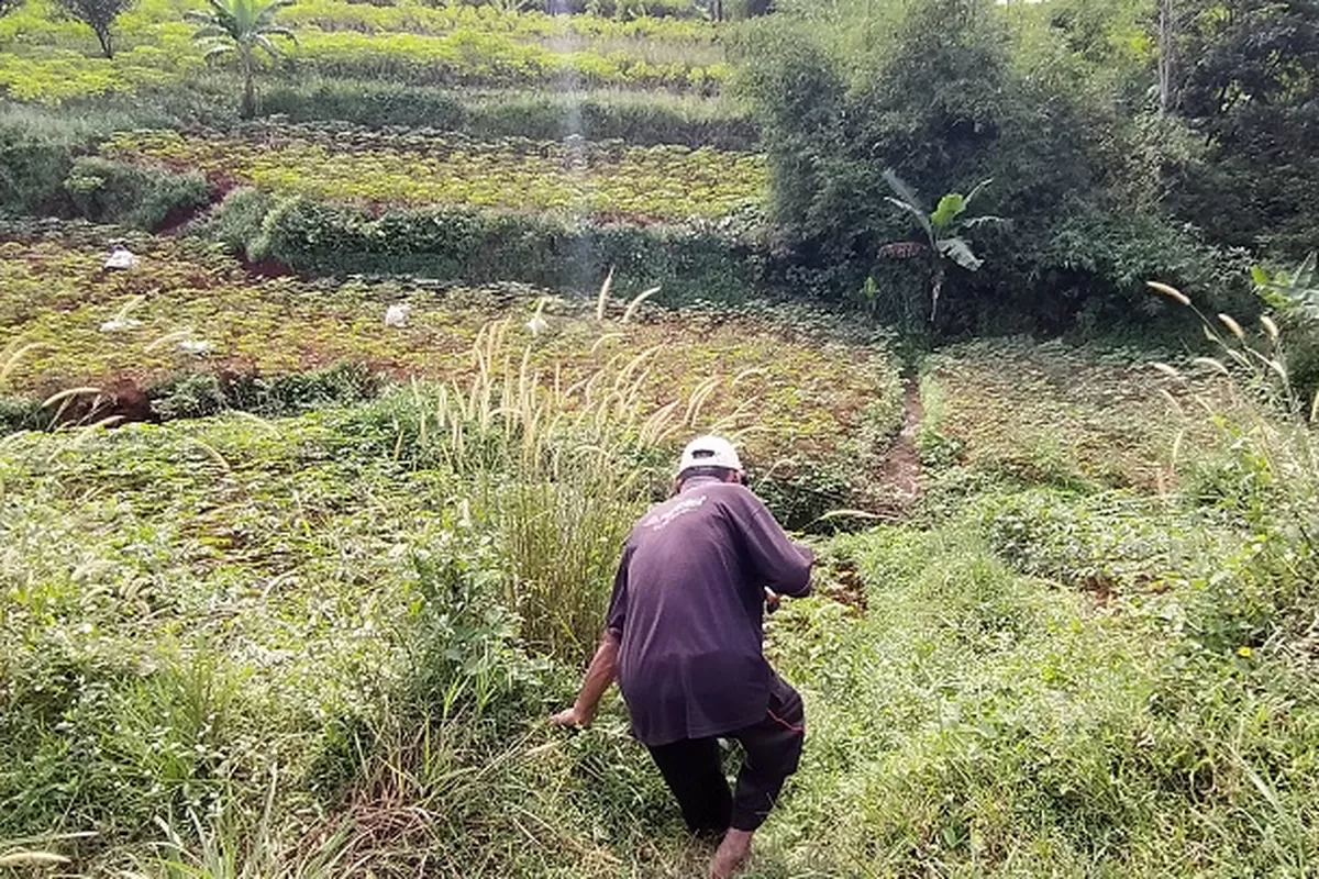 Lahan Perhutanan Sosial Disiapkan untuk Hilirisasi Perkebunan Berbasis Masyarakat