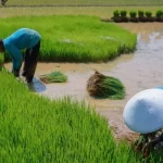 Hilirisasi Perkebunan Dorong Kemandirian Ekonomi Nasional