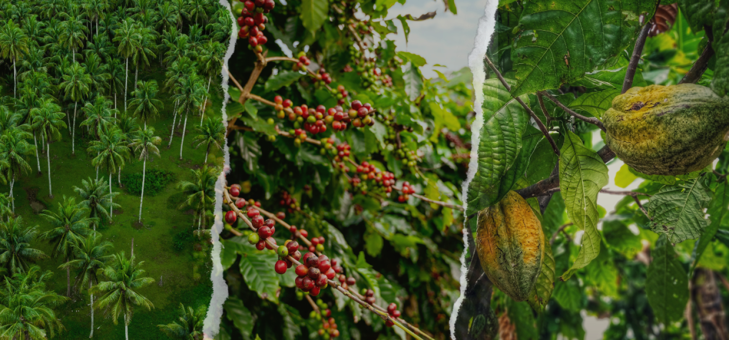 Hilirisasi Perkebunan Rakyat Didorong, Nilai Tambah Petani Jadi Fokus