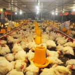 Program MBG Katalisator Positif bagi Industri Unggas