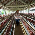 MBG Tak Hanya Tingkatkan Gizi, Tapi Dorong Pertumbuhan Industri Unggas