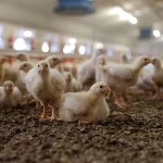 Swasembada Protein Dimulai, Pemerintah Garap Hilirisasi Ayam Terintegrasi