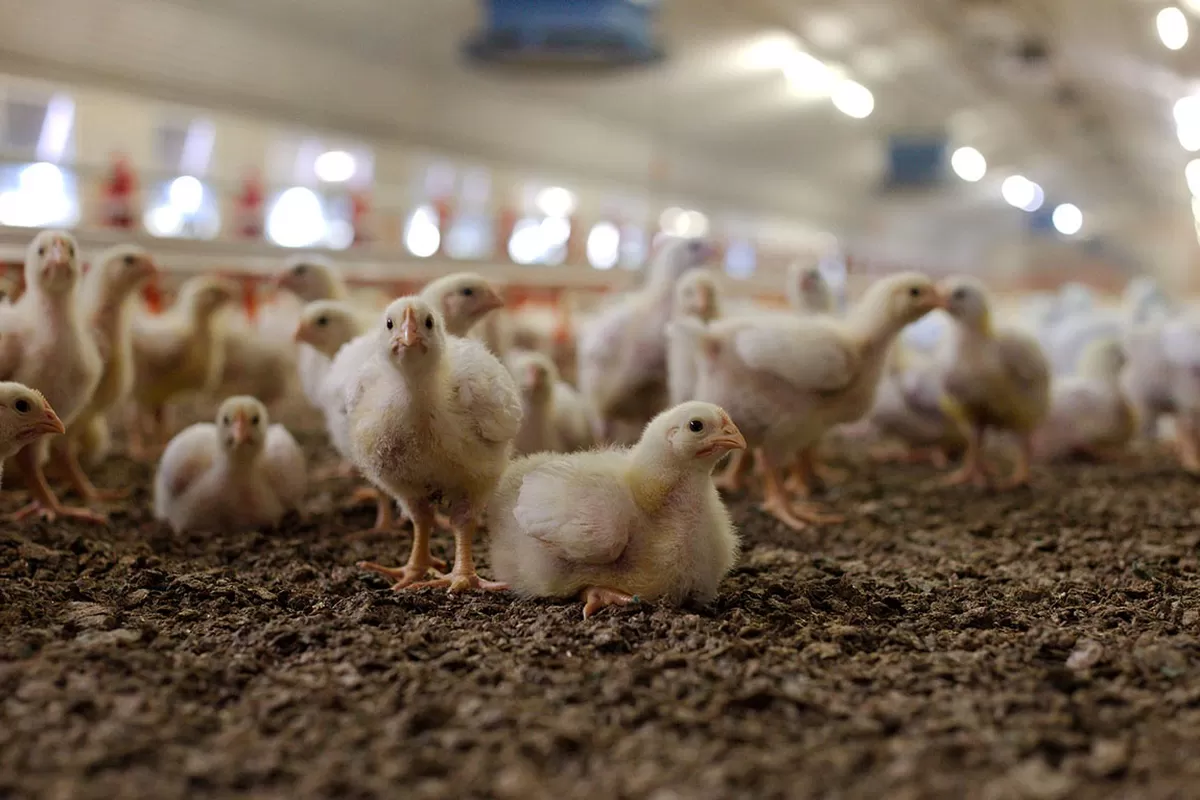 Swasembada Protein Dimulai, Pemerintah Garap Hilirisasi Ayam Terintegrasi