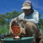 Hilirisasi Komoditas Perkebunan Rakyat Perkuat Ekonomi Nasional