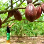 Hilirisasi Papua Jalan Strategis Menuju Kebangkitan Ekonomi Timur Indonesia